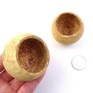 PKY Natural Bell Cup Pods per Acquario, Nascondiglio per Pesci e Gamberetti, Decorazione per Acquario Blackwater - Product Image 1