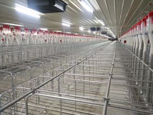 Jaula de Gestación Moderna para Cerdos 2026 con Todos los Accesorios para Granjas Porcinas - Product Image 2