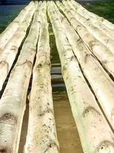 Luces LED de Resina Transparente Impermeables IP65, Compuesto de Fibra de Vidrio, Árbol de Abedul Luminoso de 1/2/3/4 m, para Navidad y Halloween - Product Image 1