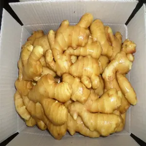 Fresh ginger export for sale price in China