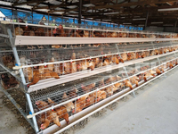 Nouvelle cage à poules pondeuses de type A avec système d'alimentation automatique, prix compétitif, fourniture directe d'usine, fil galvanisé