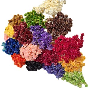 Ghirlanda di Fiori Secchi Ecologica con Fiori della Stelle Brasiliana per Centrotavola Autunnale e del Ringraziamento - Product Image 4