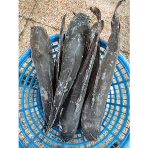 Pesce Gatto Gigante in Vendita, Vivo o Congelato, Dimensioni Grandi Oltre 10kg, Prezzo all'Ingrosso - Product Image 1