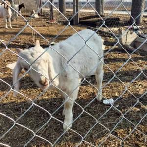 Malla de Alambre Tejida <span class=keywords><strong>para</strong></span> Cercas Agrícolas, Malla <span class=keywords><strong>para</strong></span> Ganado, Malla <span class=keywords><strong>para</strong></span> Praderas, Rollo de Malla de Alambre <span class=keywords><strong>para</strong></span> Gallineros - Product Image 6