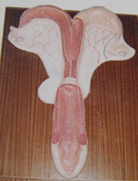 Modelo anatómico de Útero de caballo, modelos educativos de Anatomía Veterinaria para cría de animales
