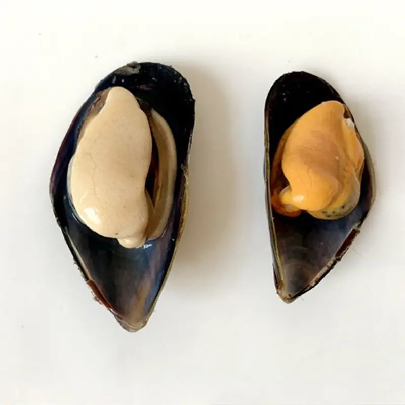 Hot sale sea foods fresh IQF frozen Blue Mussel price