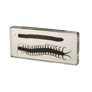 Prodotto di scienza medica modello millepiedi e Horseland - Product Image 6