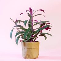 Pots de fleurs en papier kraft pour plantes d'intérieur, sac en papier kraft réutilisable, organisateur et pot de fleurs