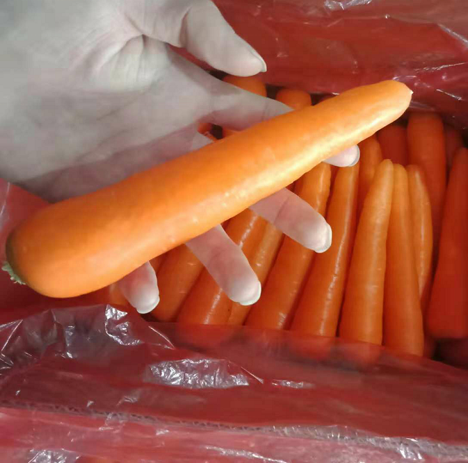 Fresh Carrot Cheap Price Shandong Province