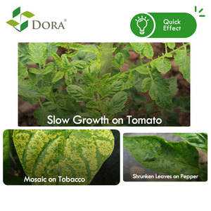 Dora Organic Quelado Micronutriente Zinc Líquido Agroquímicos para un mejor crecimiento de las plantas - Product Image 4