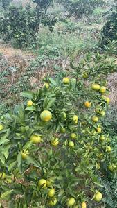 Appena raccolto da frutteti di Hubei, succoso e naturale, all'ingrosso alla rinfusa <span class=keywords><strong>mandarini</strong></span> per l'esportazione globale - Product Image 6