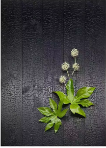 Moderne <span class=keywords><strong>Shou</strong></span> Sugi Ban Decoratieve Buitenwandpanelen Zijn Brandwerende Waterdichte Geluiddichte Buitenkant Houten Bekleding - Product Image 6