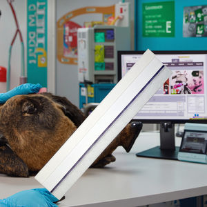 Snelle Testkit Voor Kattenherpesvirus-Antigeen (Fhv Ag)-Veterinaire Teststrips Klasse II Houdbaarheid Van 2 Jaar - Product Image 2