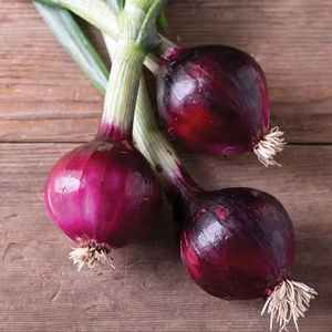 Cebollas Rojas Frescas de 8cm, Exportación a Granel, Certificación ISO y HACCP, Nueva Cosecha 2026, Bolsas de 10kg/20kg, Precio de Fábrica al Por Mayor - Product Image 6