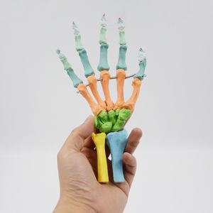 Nouveau modèle articulé de main 1:1 avec points de départ et d'arrivée des muscles, modèle pédagogique pour hôpitaux et écoles - Product Image 2