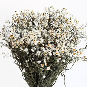 Bouquet de fleurs séchées naturelles d'Ammobium Alatum (<span class=keywords><strong>Fleur</strong></span> éternelle ailée) <span class=keywords><strong>et</strong></span> de marguerites séchées pour la décoration intérieure – Vente en gros - Product Image 1