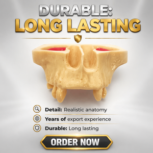 Modelo de Implante Dental para Enseñanza, Modelo de Dientes del Seno Maxilar para Práctica Odontológica - Product Image 1