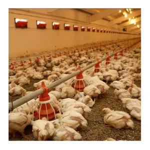 Complete animal and poultry farm equipment chicken house design pan feeding system for broiler bird