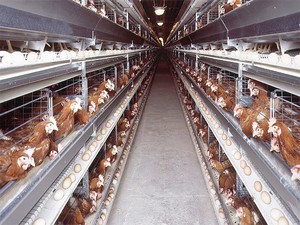 Cage à poulets galvanisée antirouille avec structure à plusieurs niveaux pour l'élevage général <span class=keywords><strong>de</strong></span> volailles - Product Image 3