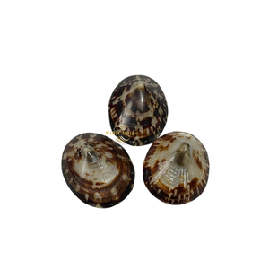 Coquille de limpet naturelle pour la décoration d'aquarium et l'artisanat fait main - Product Image 5