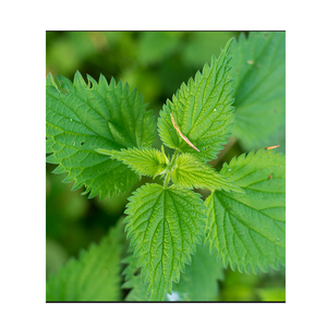 Feuilles de marrue (Urtica Dioica) séchées en vrac, naturelles, pour la fabrication alimentaire, la préparation de thé et la vente en gros commerciale - Product Image 6