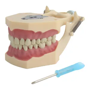 Dental Medical Oral Standard modell Frasaco mit abnehmbarem Zahn präparat für Schrauben dreher