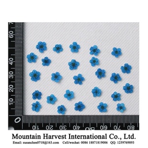 Fiori Pressati Essiccati Veri, Narcisi / Giacinti d'Acqua - Product Image 2