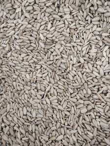 Semi di girasole Mongolia semi di semi di girasole semi di girasole - Product Image 4