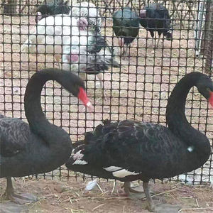 Filet de ferme en plastique PP Évasion de poulet et de canard Élevage de volailles Filet de clôture de <span class=keywords><strong>jardin</strong></span> Maille de clôture - Product Image 5