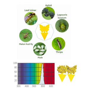 Trampa Adhesiva Amarilla <span class=keywords><strong>de</strong></span> Doble Cara con Pegamento Fuerte para <span class=keywords><strong>Atrapar</strong></span> Insectos, Control <span class=keywords><strong>de</strong></span> Plagas Ecológico, Moscas <span class=keywords><strong>de</strong></span> <span class=keywords><strong>la</strong></span> <span class=keywords><strong>Fruta</strong></span>, <span class=keywords><strong>Mosquitos</strong></span>, <span class=keywords><strong>Mosquitos</strong></span> Pequeños - Product Image 3