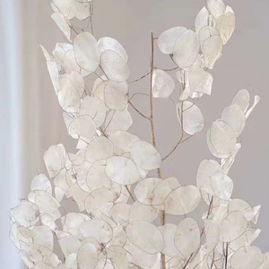 Fleurs décoratives les plus populaires INS, fleurs séchées et plantes, lunaria naturelle conservée pour la décoration de la maison - Product Image 5
