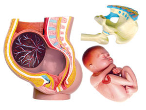 Modelo Educativo de ciencia médica de buena calidad para mujeres, modelo de anatomía del embarazo, hecho de material de PVC - Product Image 4