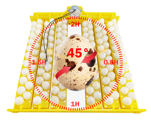 เครื่องฟักไข่อัตโนมัติขนาดเล็ก 132 ฟอง พร้อมระบบพลิกไข่ - Product Image 6