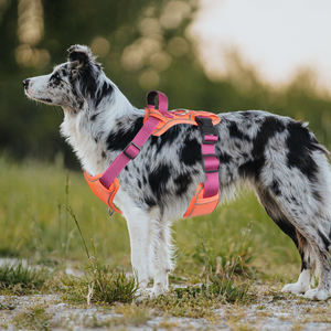 Harnes anjing dalam latihan, rompi nyaman anjing menyesuaikan kualitas tinggi, Harness anjing peliharaan tahan lama, ringan dapat disesuaikan, Harness baru - Product Image 4