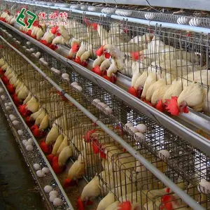 Factory Direct Sale Breeding Chicken Cages Poultry Cage Egg Laying Hen Cages For Chicken Farm