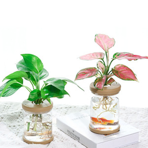 Idroponica fuori suolo piantare pianta verde in <span class=keywords><strong>vaso</strong></span> decorazioni per la casa <span class=keywords><strong>vaso</strong></span> di vetro <span class=keywords><strong>vaso</strong></span> di fiori - Product Image 3