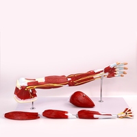 Modelo de Anatomía de Músculos, Vasos Sanguíneos y Nervios de Extremidades Superiores e Inferiores, Brazo y Pierna, Material PET para Escuelas y Hospitales