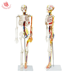 <span class=keywords><strong>Modelo</strong></span> de esqueleto 4 tipos 85cm <span class=keywords><strong>Modelo</strong></span> <span class=keywords><strong>Especial</strong></span> medicina esqueleto de esqueleto humano ciencia médica - Product Image 2