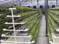 Serre hydroponique PVC croissant gouttière NFT laitue maison système hydroponique