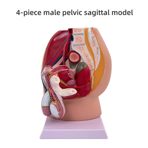 Section sagittale pelvienne masculine en 4 parties Mannequin en PVC Modèle d'anatomie du système reproducteur féminin en 3 parties pour l'éducation médicale - Product Image 6