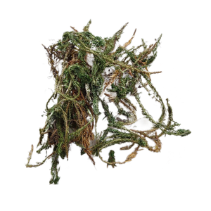 مصنع مخصص بالجملة ملحق الصحة الطبيعية النقية الطبيعية الطبيعية استخراج Huperzia Serrate Huperzia Serrate P.E. هوبرزين - Product Image 4