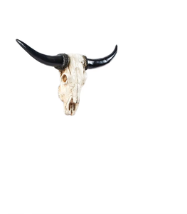 Cranio Di Toro Longhorn Con Corna Lucide Larghe 4 Piedi E 2 Pollici, Testa Di Toro Di Mucca, Autentica Decorazione Occidentale - Italia