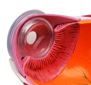 CBM-221B modèle d'oeil Humain, moitié modèle d'oeil science médicale l'éducation anatomique de globe oculaire 3X Agrandir - Product Image 2