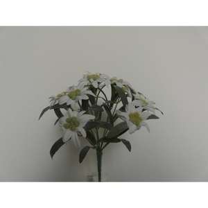 STELLA ALPINA BUSH X9 26CM CR - Product Image 1