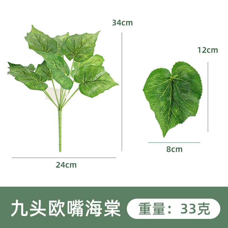 nine-headed begonia 1