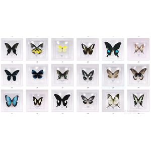 Collection de papillons réels rares et précieux <span class=keywords><strong>Papilio</strong></span> Ulysses, spécimens de papillons réels magnifiques et précieux - Product Image 5