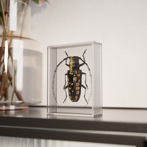 <span class=keywords><strong>Cadre</strong></span> <span class=keywords><strong>photo</strong></span> 3D en acrylique personnalisé avec logo pour spécimen d'insecte - Product Image 1