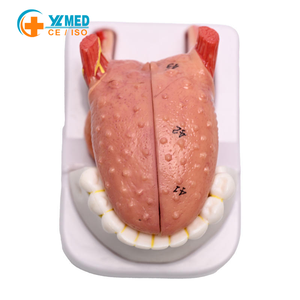 Modelo de Lengua y Mandíbula YULIN de 4 Partes, Modelo de Anatomía de la Lengua para Entrenamiento en Escuelas de Medicina, ISO/CE - Product Image 1