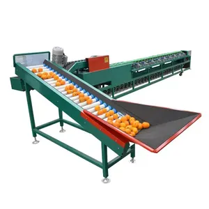 Automatic Tomato Sorting Equipment / Counting Fruit Selecting Classifying Machine For Kiwifruit Orange Avocado