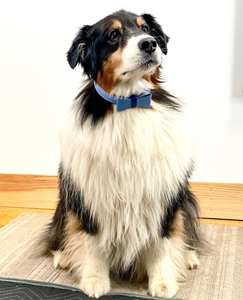 ปลอกคอสุนัขหนังแท้ทำด้วยมือสุนัขขนาดเล็กและใหญ่มีสไตล์ | ของขวัญดีไซน์คุณภาพสูงแบบพรีเมี่ยมสำหรับสัตว์เลี้ยงลูกสุนัข-สีน้ำเงิน - Product Image 6